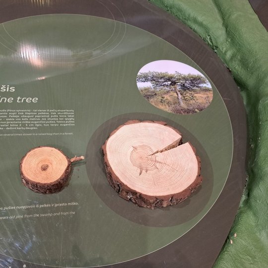 Ekspozicijos dalis - miške ir aukštapelkėje augusių pušų skerspjūvių palyginimas