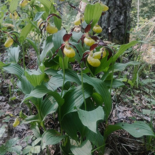 Iliustracija