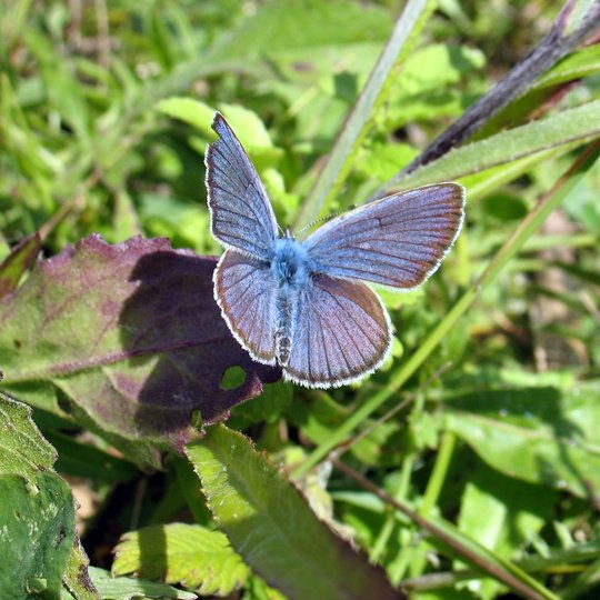 Iliustracija