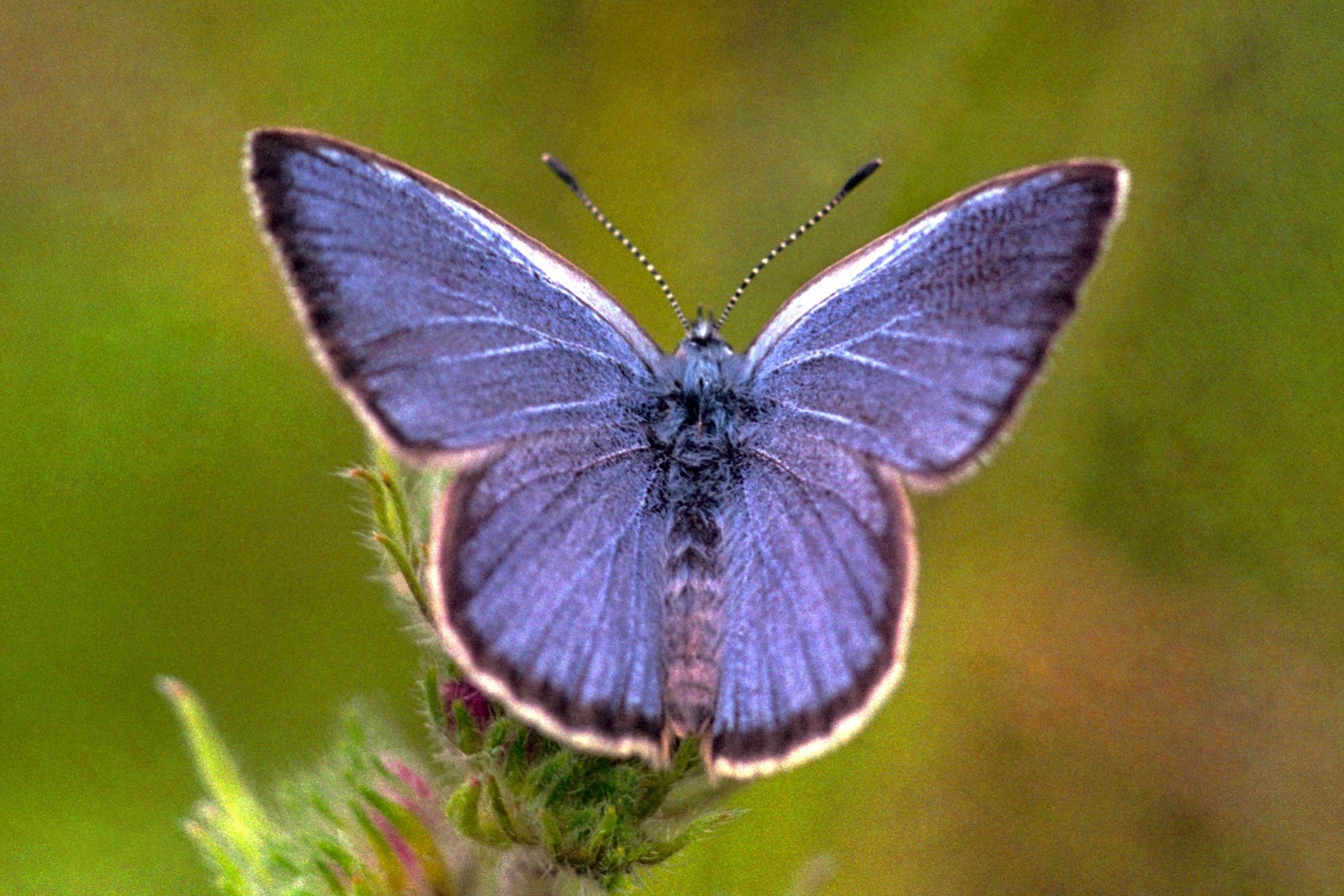 gencijoninis melsvys