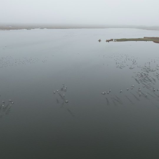 Žąsys Žuvinte Tomo Pikūno nuotr.