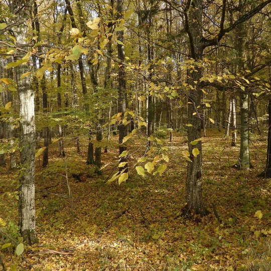Buktos miškas Aušros Žilinskienės nuotr.