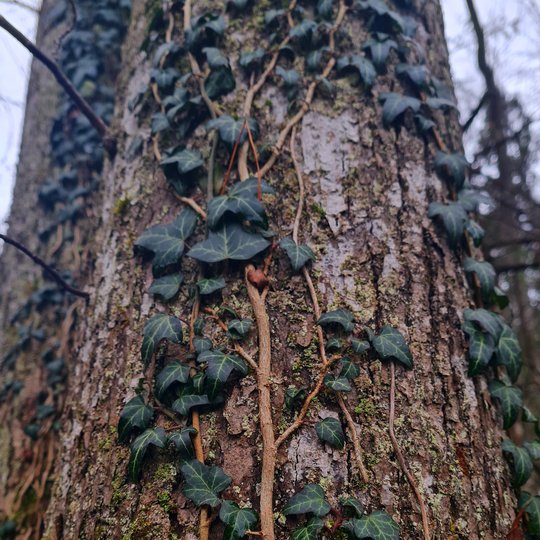 Iliustracija