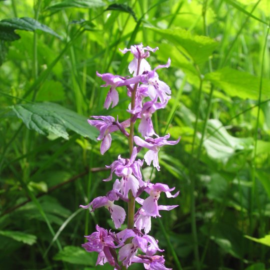 Iliustracija