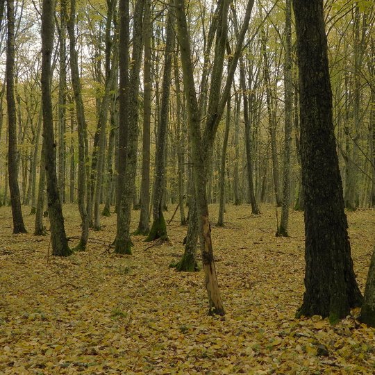 Buktos miškas Aušros Žilinskienės nuotr.