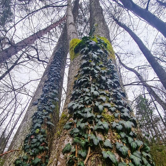 Iliustracija