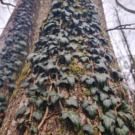 Iliustracija