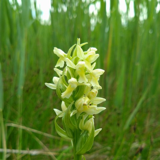 Iliustracija