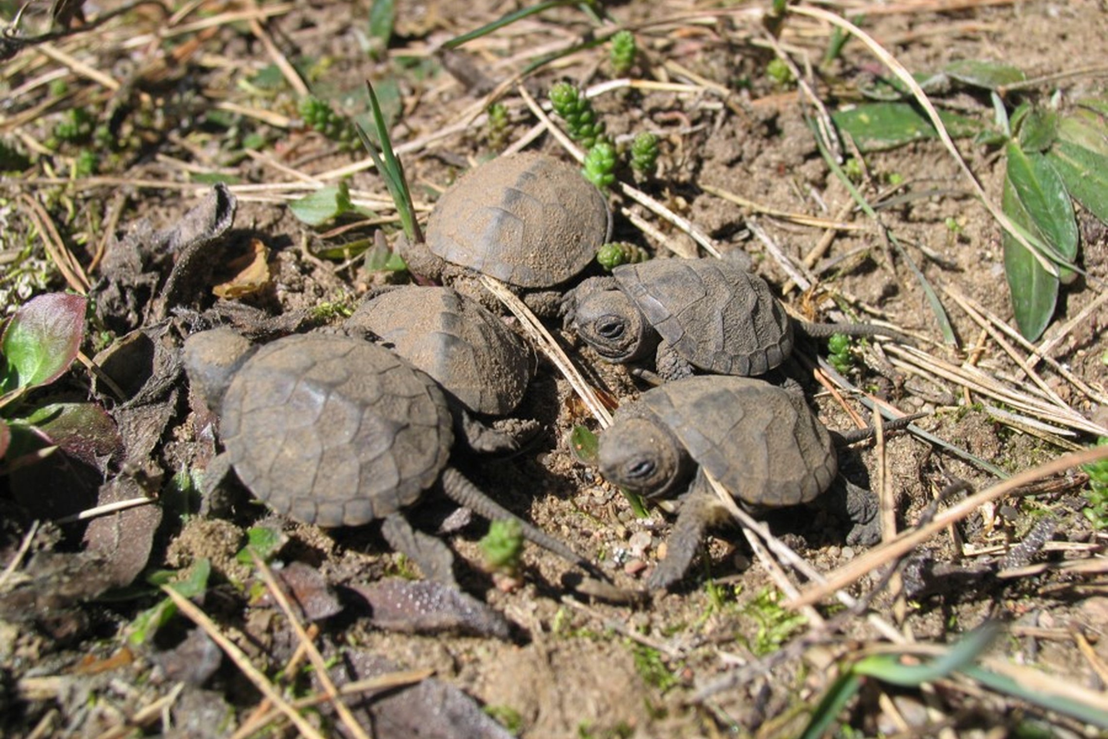 Iliustracija