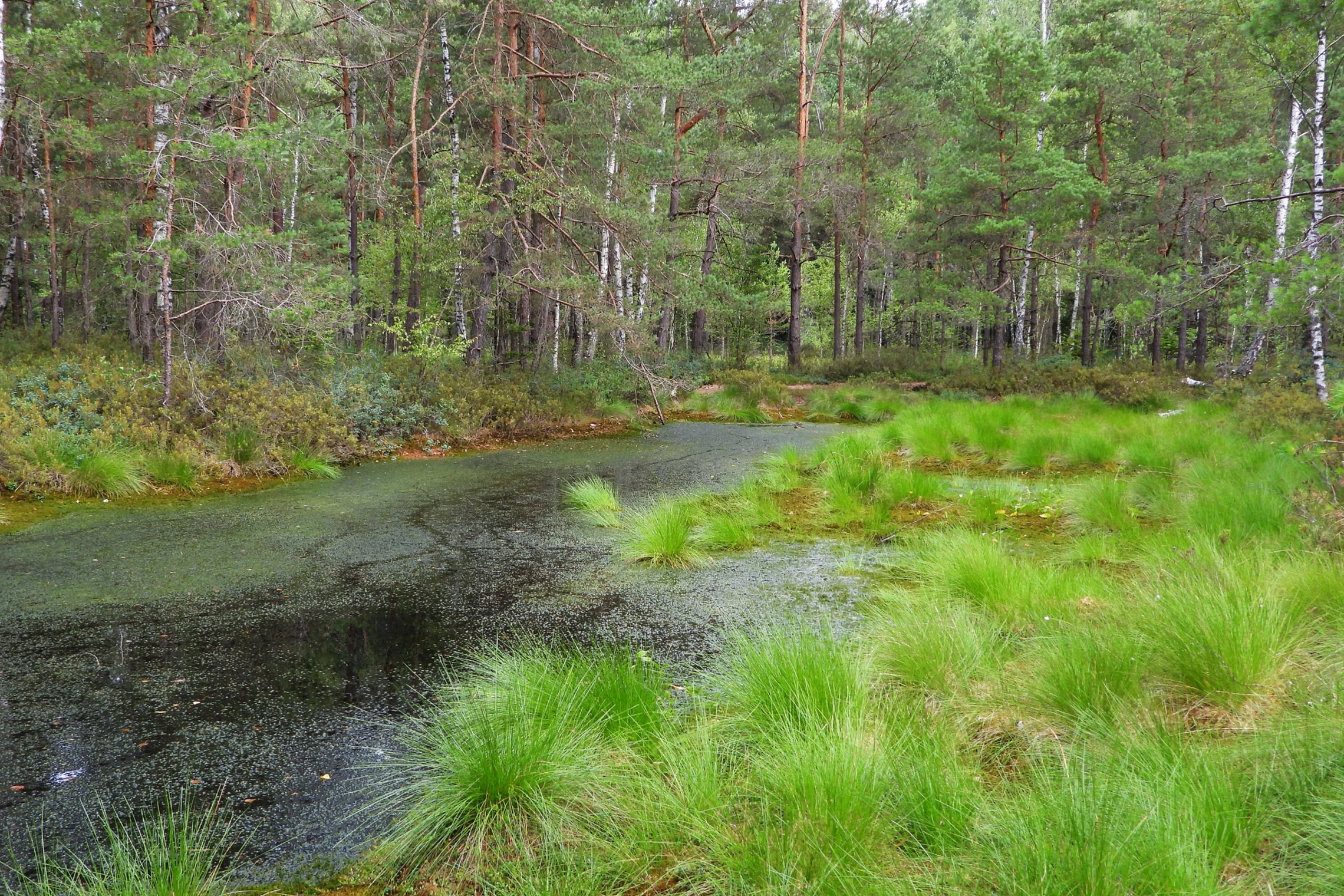 Iliustracija