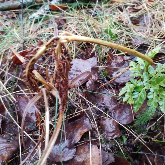 Iliustracija