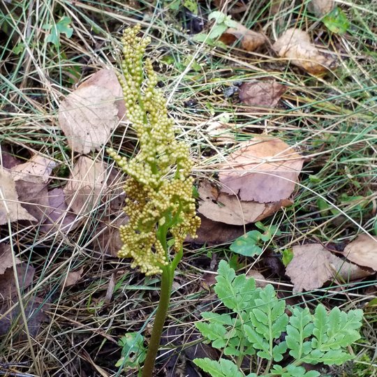 Iliustracija
