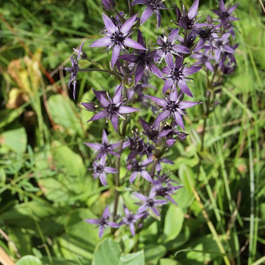 Iliustracija