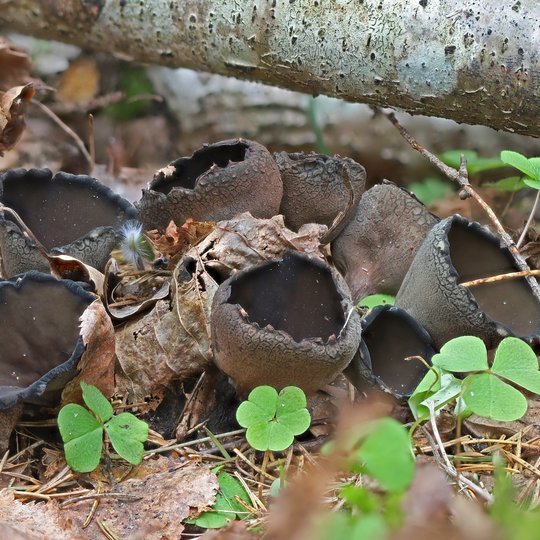 Iliustracija