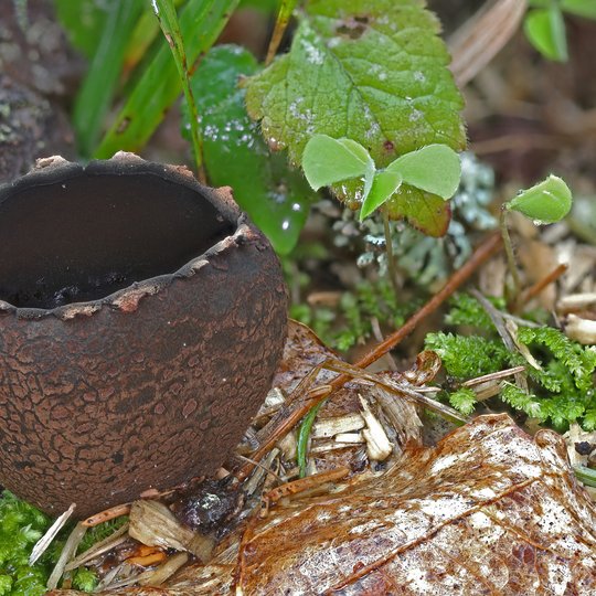 Iliustracija