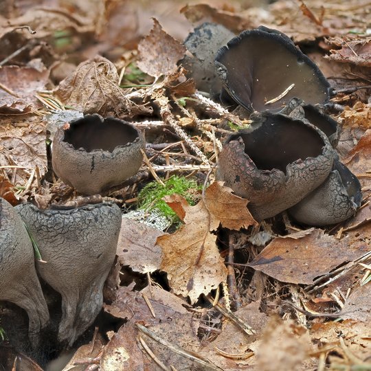 Iliustracija