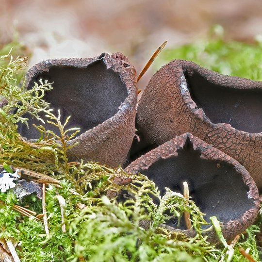 Iliustracija