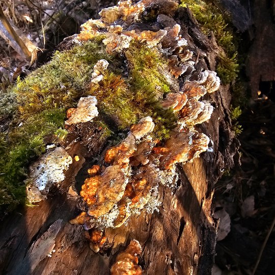 Iliustracija