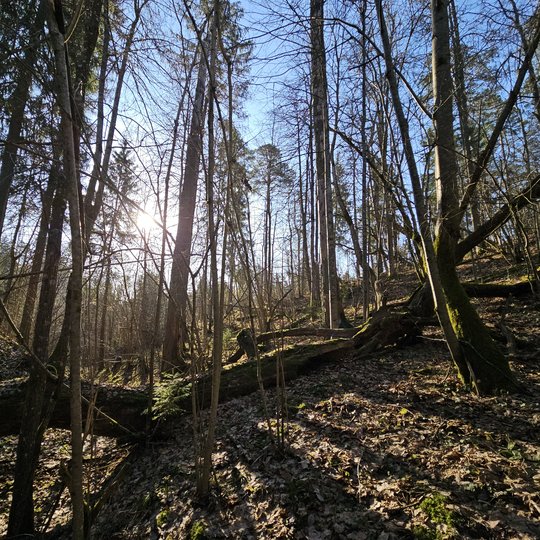 Iliustracija