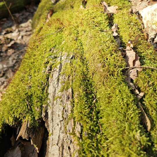 Iliustracija
