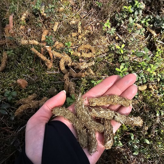 Iliustracija