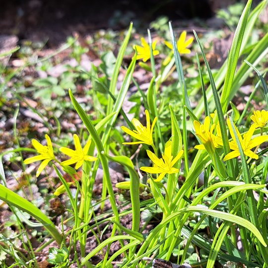 Iliustracija