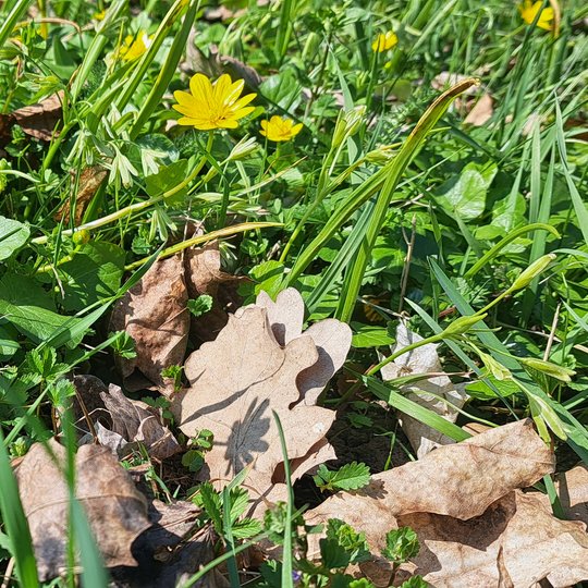 Iliustracija