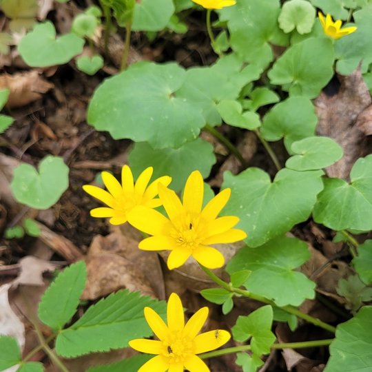 Iliustracija