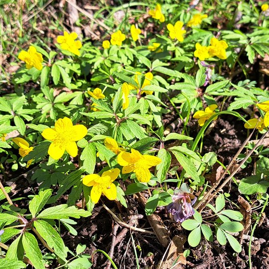 Iliustracija