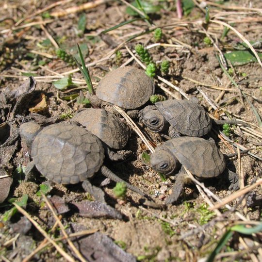 Iliustracija