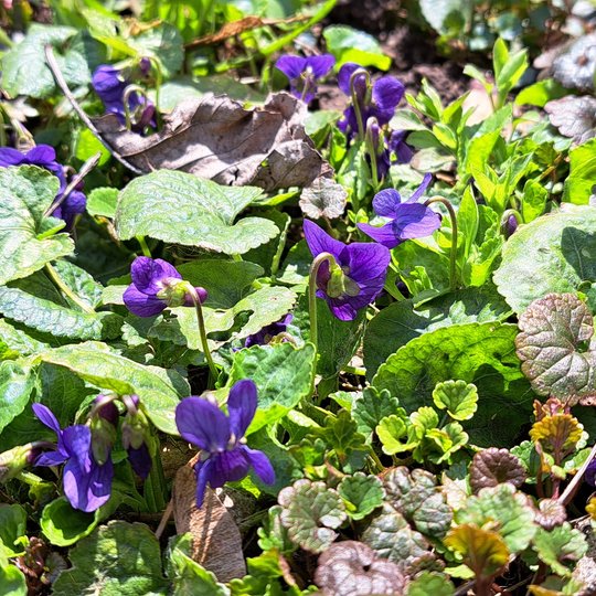 Iliustracija