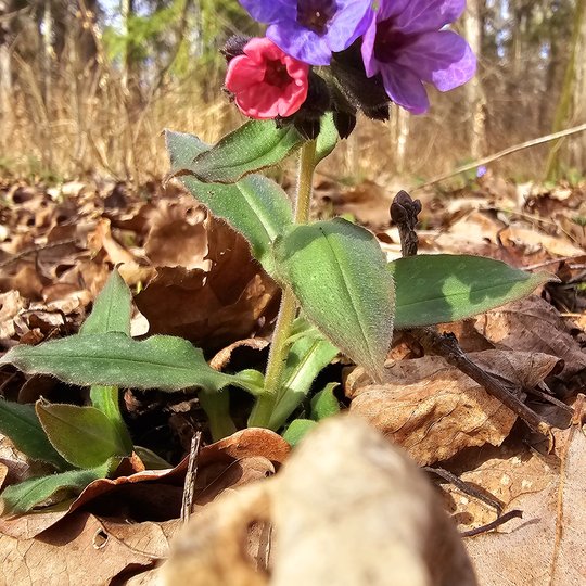Iliustracija