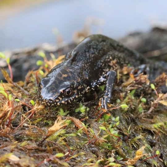 Iliustracija