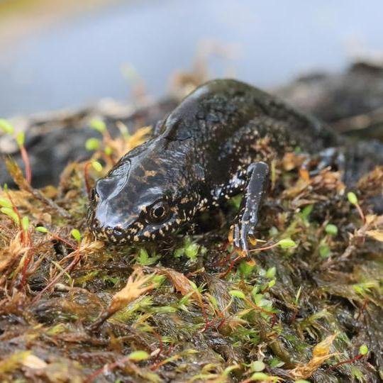 Iliustracija