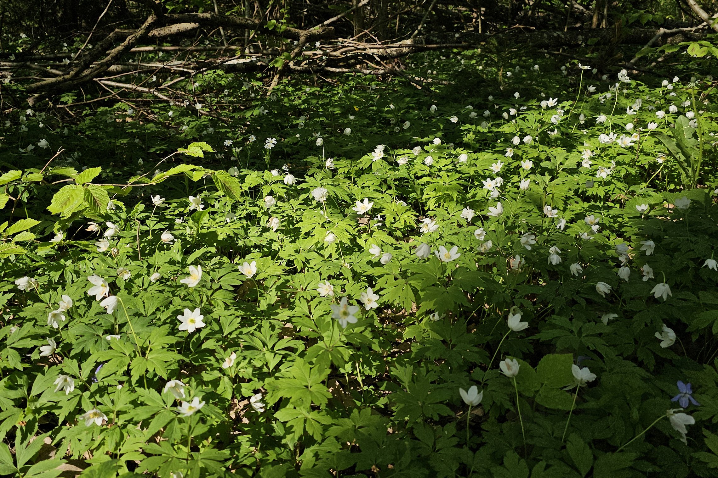 Iliustracija