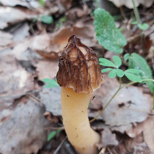 Iliustracija