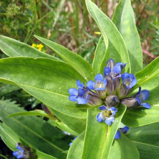 Iliustracija