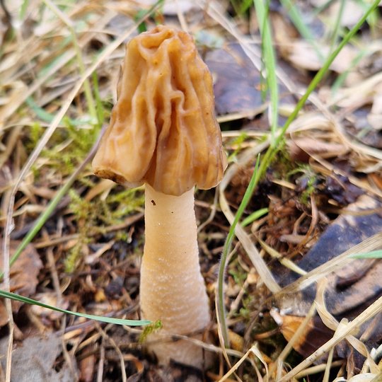 Iliustracija