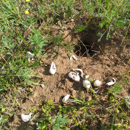 Iliustracija