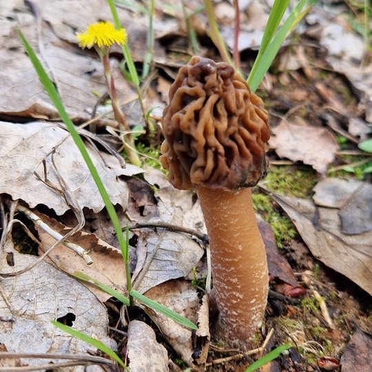 Iliustracija