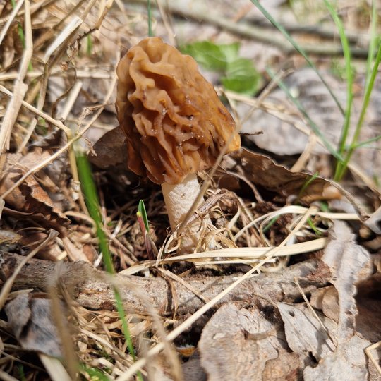 Iliustracija