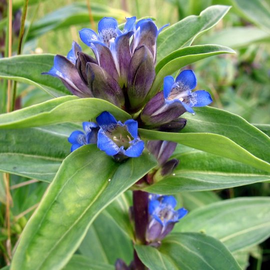 Iliustracija