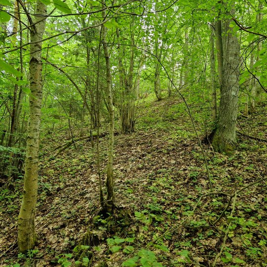 Iliustracija