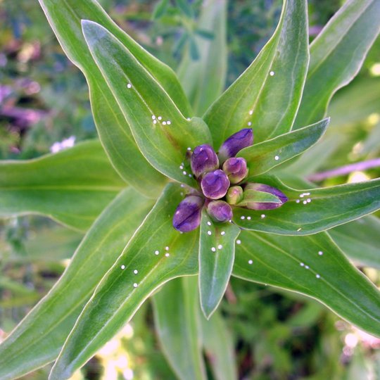 Iliustracija