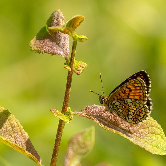 Iliustracija
