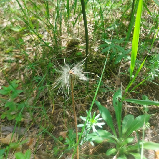 Iliustracija