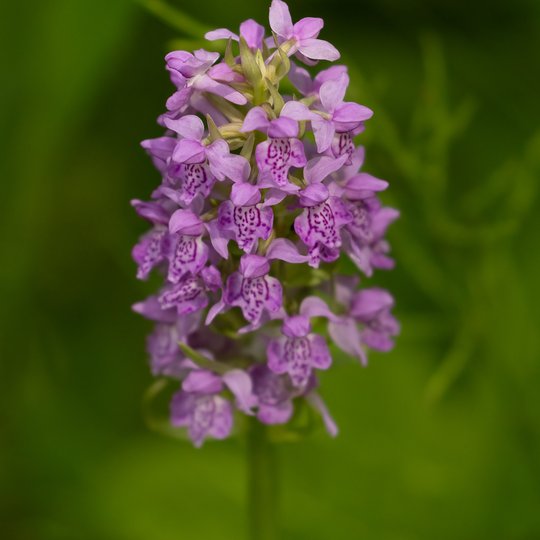 Iliustracija