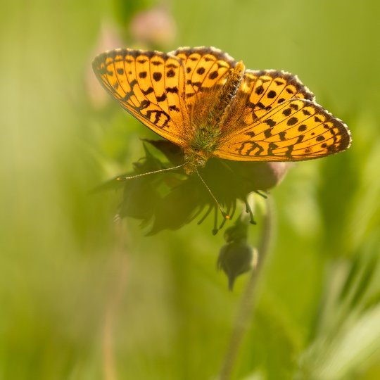 Iliustracija