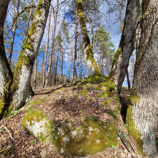 Iliustracija