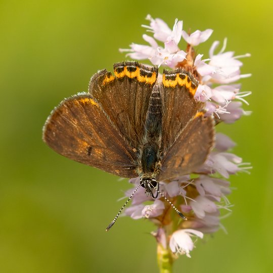 Iliustracija